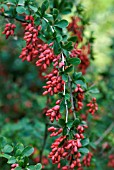 BERBERIS GEORGEI, AGM