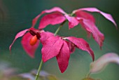 EUONYMUS ALATUS VAR APERTUS WITH AUTUMN COLOUR