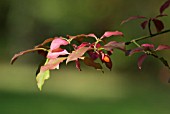 EUONYMUS ALATUS VAR APTERUS