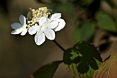 VIBURNUM PLICATUM PINK BEAUTY