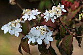 VIBURNUM PLICATUM PINK BEAUTY