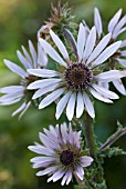 BERKHEYA PURPUREA SILVER SPIKE