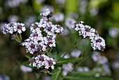 VERBENA RIGIDA