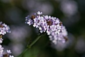 VERBENA RIGIDA