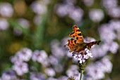 COMMA BUTTERFLY ON VERBENA RIGIDA