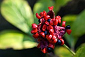 PAEONIA OBOVATA, SEEDS