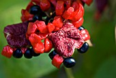 PAEONIA OBOVATA, SEEDS