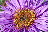 ASTER NOVAE ANGLIAE PURPLE DOME