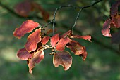 HAMAMELIS X INTERMEDIA DIANE