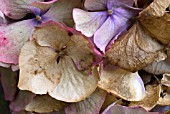 HYDRANGEA PETALS AGEING