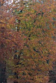 BEECH TREE IN AUTUMN