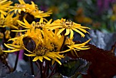 LIGULARIA BRITT MARIE CRAWFORD