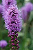 LIATRIS SPICATA KOBOLD