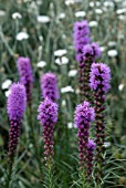 LIATRIS SPICATA KOBOLD