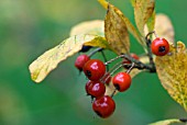 PHOTINIA VILLOSA MAXIMOWICZIANA