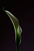 ARUM LILY