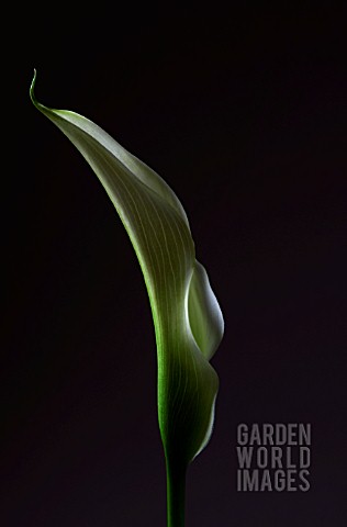 ARUM_LILY