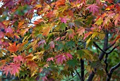 ACER PALMATUM HEPTALOBUM