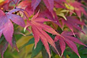 ACER PALMATUM HEPTALOBUM