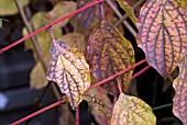 CORNUS SANGUINEA WINTER BEAUTY