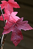 LIQUIDAMBER LEAF DETAIL