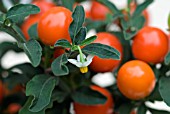 ORNAMENTAL SOLANUM