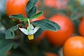 ORNAMENTAL SOLANUM