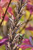 SEEDHEAD OF OENOTHERA BIENNIS