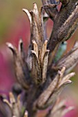 SEEDHEAD DETAIL OF EVENING PRIMROSE