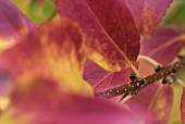 AUTUMN DETAIL FORSYTHIA