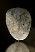 LUNARIA, HONESTY SEED CENTRE