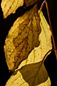 CORNUS AUTUMN LEAVES BACK LIT