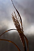 BACK LIT MISCANTHUS ZEBRINUS