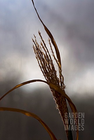 BACK_LIT_MISCANTHUS_ZEBRINUS