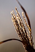 BACK LIT MISCANTHUS FLOWER