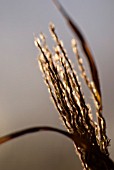 BACK LIT MISCANTHUS FLOWER