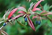 BERBERIS SHOWING BERRIES AND AUTUMN COLOURING