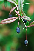 BERBERIS