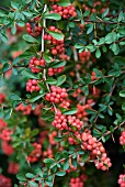 BERBERIS BERRIES