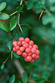 BERBERIS BERRIES