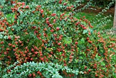 BERBERIS BERRIES