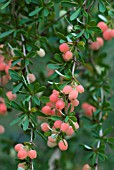 BERBERIS X CARMINEA BOUNTIFUL