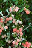 BERBERIS X CARMINEA BOUNTIFUL