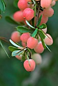 BERBERIS X CARMINEA BOUNTIFUL