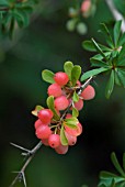 BERBERIS X CARMINEA BOUNTIFUL