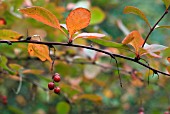 BERBERIS KOREANA