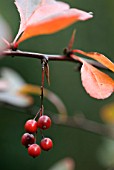 BERBERIS KOREANA