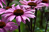 ECHINACEA PURPUREA MAGNUS