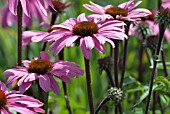 ECHINACEA PURPUREA MAGNUS