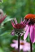 ECHINACEA PURPUREA MAGNUS